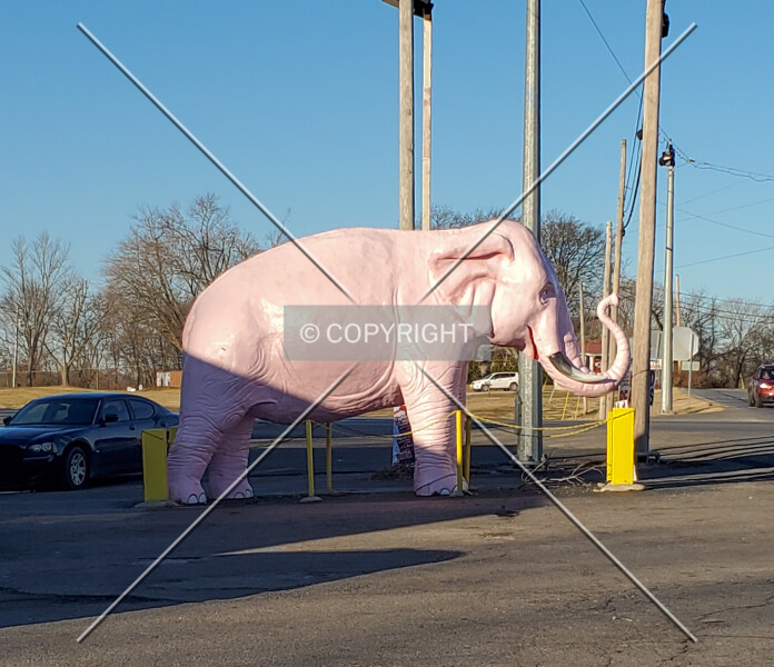 Pink Elephant