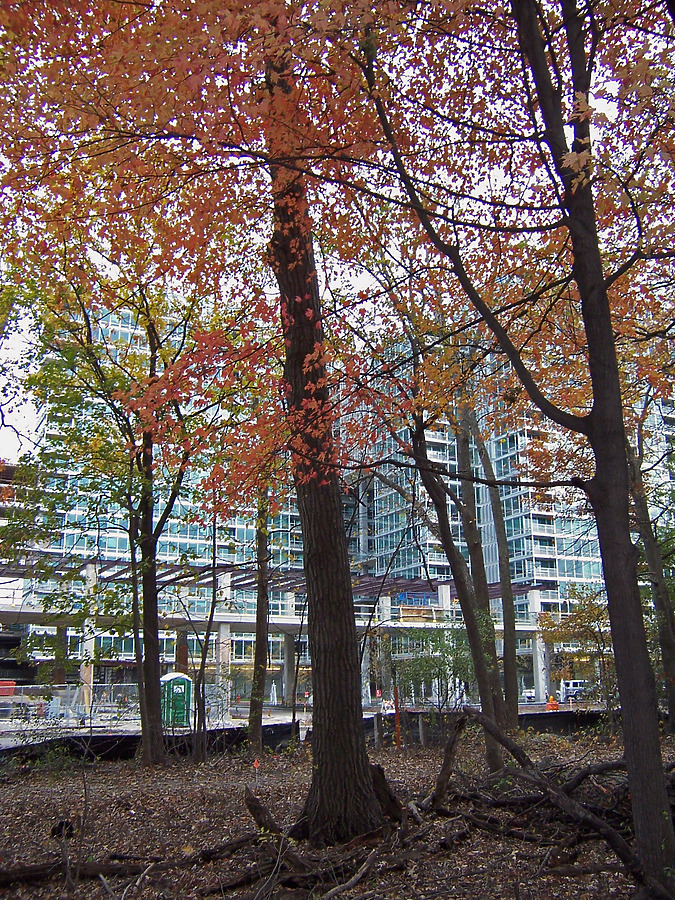 Optima Old Orchard Woods by Shawn Ursini