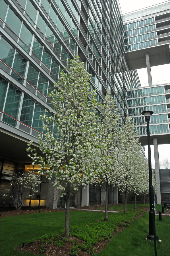 Optima Old Orchard Woods by Shawn Ursini