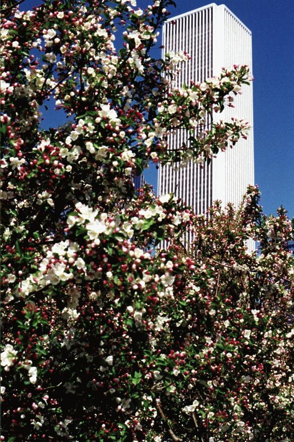 Aon Center by Tom Finnegan