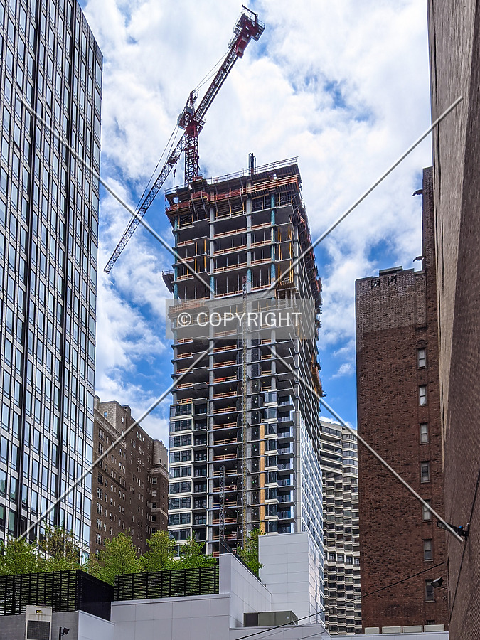 The Laurel by Chris Patriarca