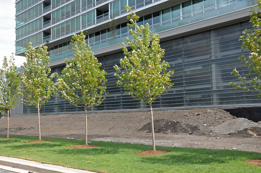 Optima Old Orchard Woods by Shawn Ursini