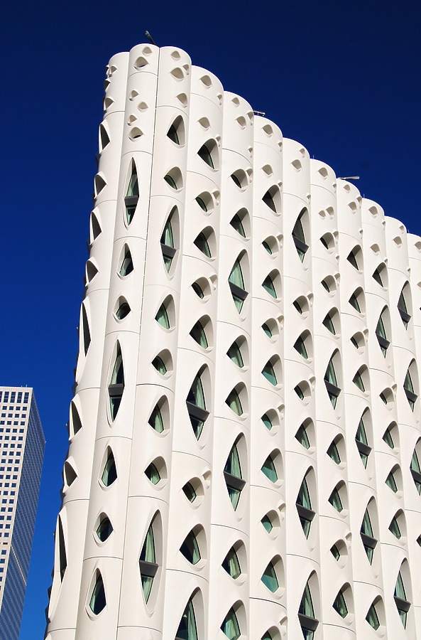 Populus by Brian LoBue