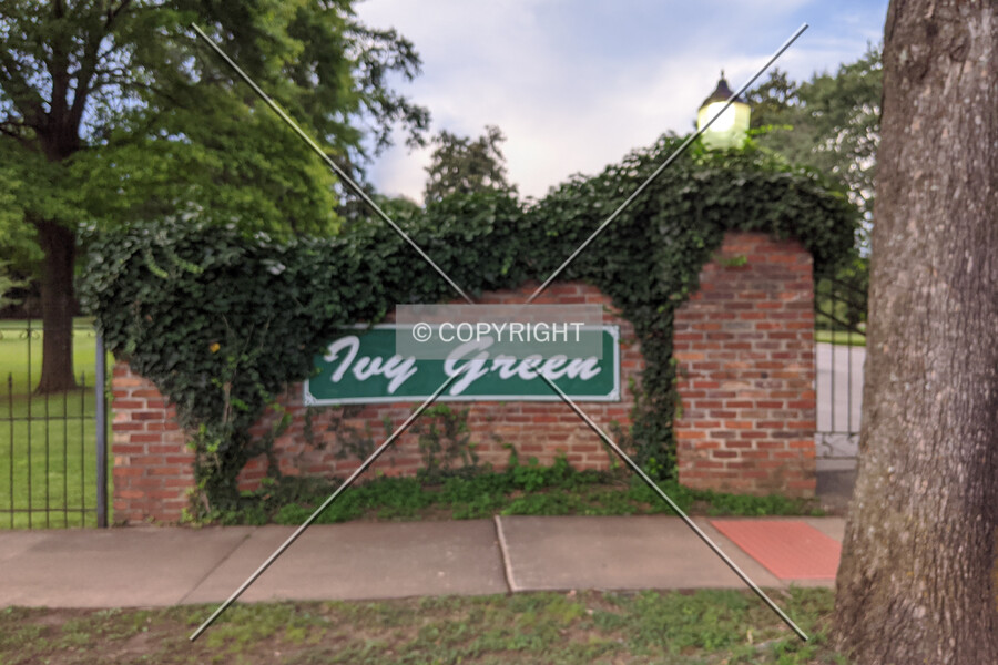 Ivy Green