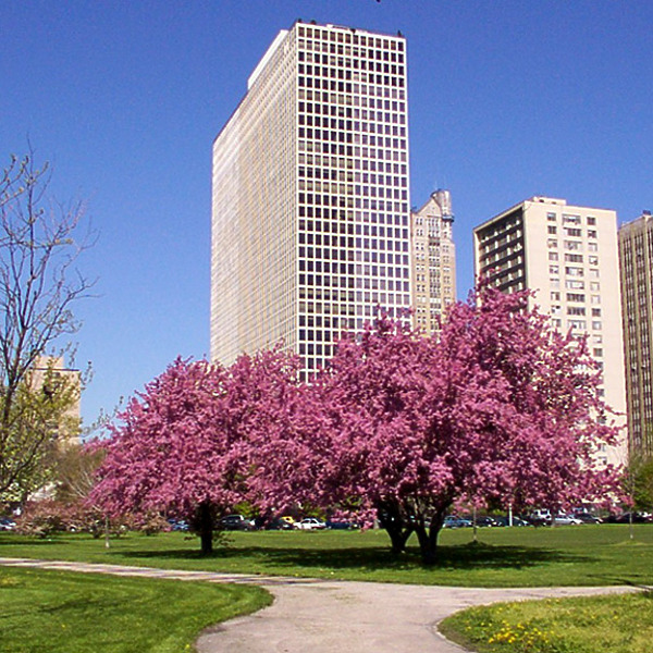 Regents Park North by Daniel Kieckhefer