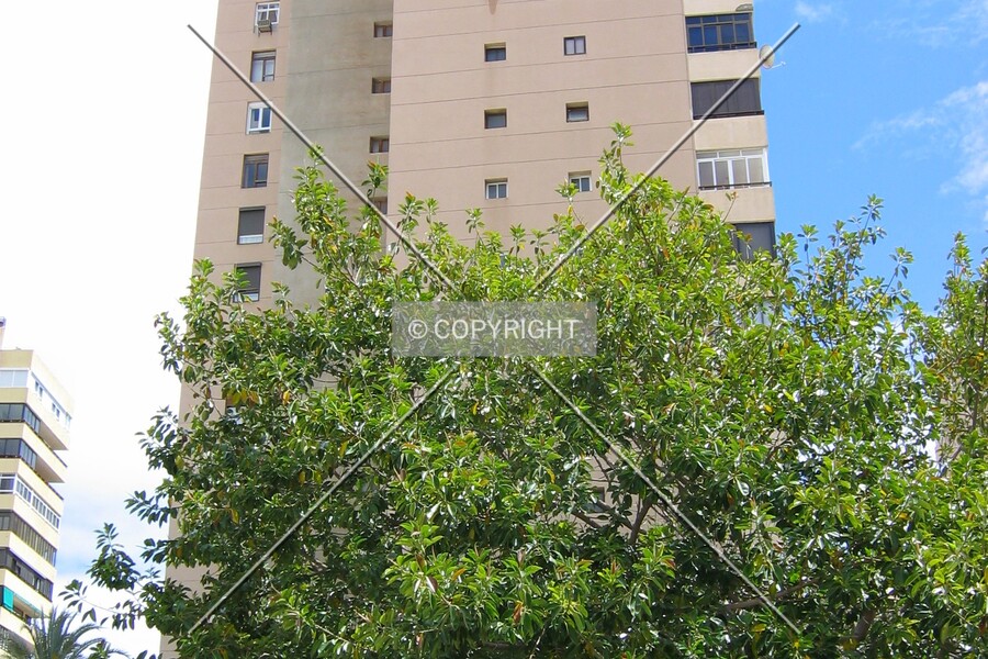 Playamar II - Torre 10