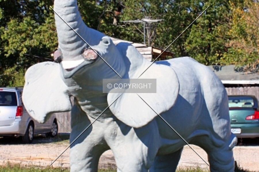 Elephant