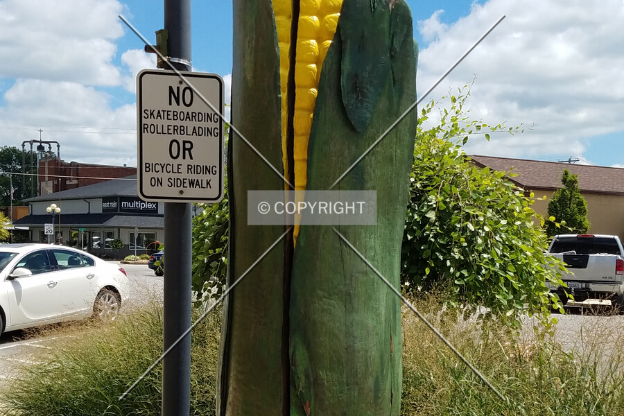 Large Ear of Corn