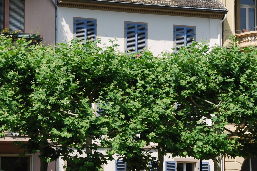 Luisenplatz 6