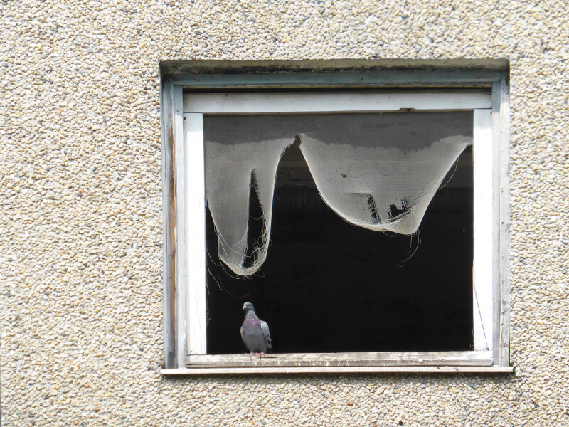An apartment which is no longer in use, except by some pigeons