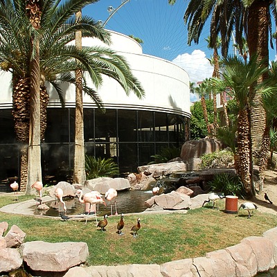 Flamingo Las Vegas by Brian LoBue