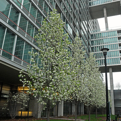 Optima Old Orchard Woods by Shawn Ursini