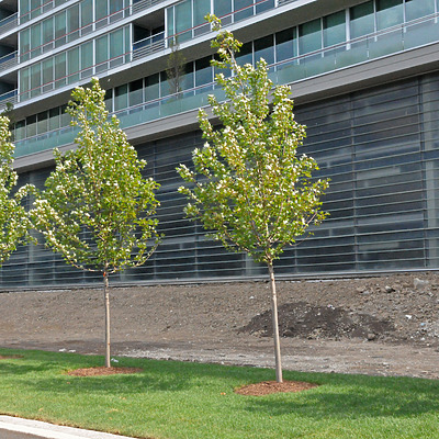 Optima Old Orchard Woods by Shawn Ursini