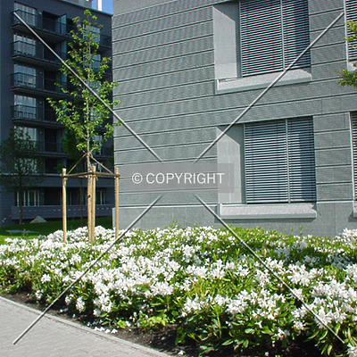 Scala west by Nephilim