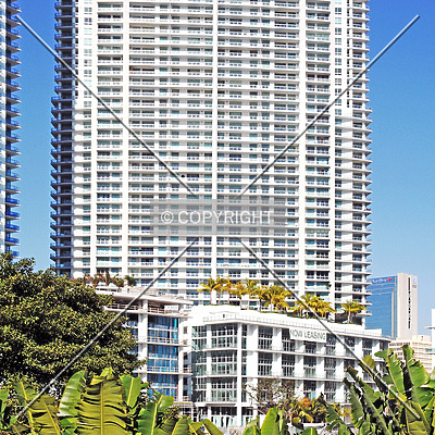 The Ivy by Jorge Molina