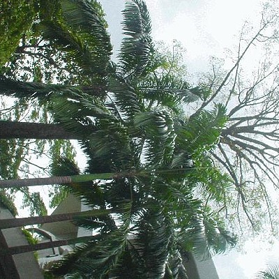 Menara Kuala Lumpur by Edmund Teo